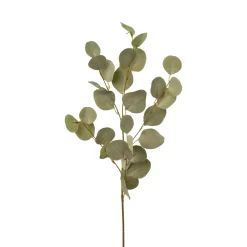 3019800-92 Eukalyptuszweig
