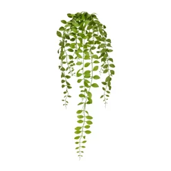 Aeschynanthushängezweig