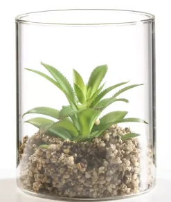 Deko-Sukkulente im Glas