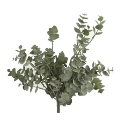 Eucalyptus Eucalyptus