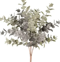 Eukalyptusbusch 1124800-20