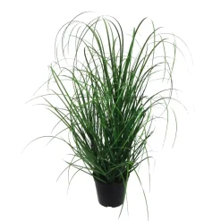 Grasbusch im weissen Kunststofftopf