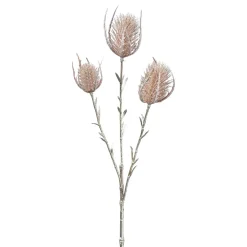 Kardendistelzweig x3