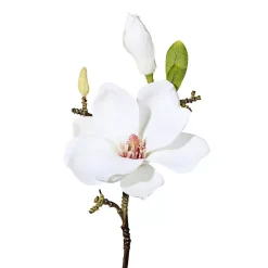 Magnolie 3/Bund Magnolie