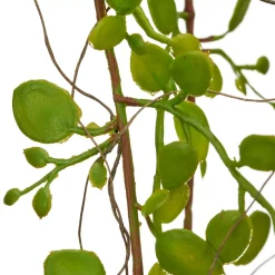 Mühlenbeckiahängezweig