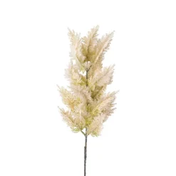 Pampasgras Pampasgras