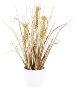 Penesetum 3024809-29