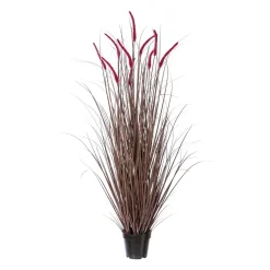 Pennisetum rubrum im Topf