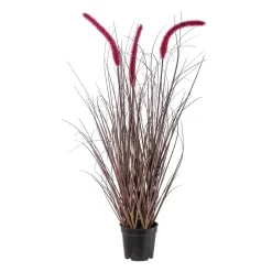 Pennisetum rubrum im Topf
