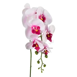 Phalenopsis Phalenopsis