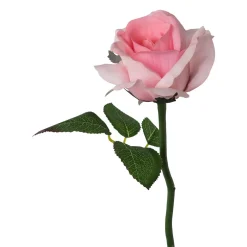 Rose Kurzstil Rose