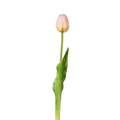 Tulpe Tulpe