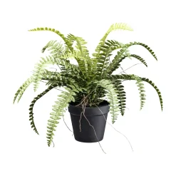 Waldfarn im Kunststofftopf mit Erde